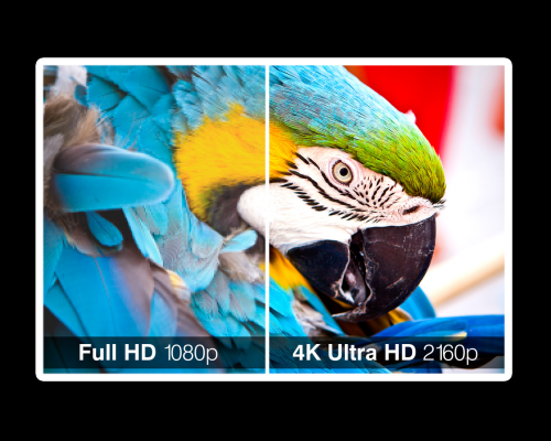 Geteiltes Bild eines bunten Blau-Gelben Papageis zeigt den Unterschied zwischen Full HD 1080p und 4K Ultra HD 2160p - perfekt zur Veranschaulichung der gestochen scharfen Bildqualität des LG 110UM5K-B UHD Signage Displays mit 110 Zoll, das Sie mieten können.
